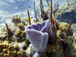 IMG 3352 Purple Vase Sponge